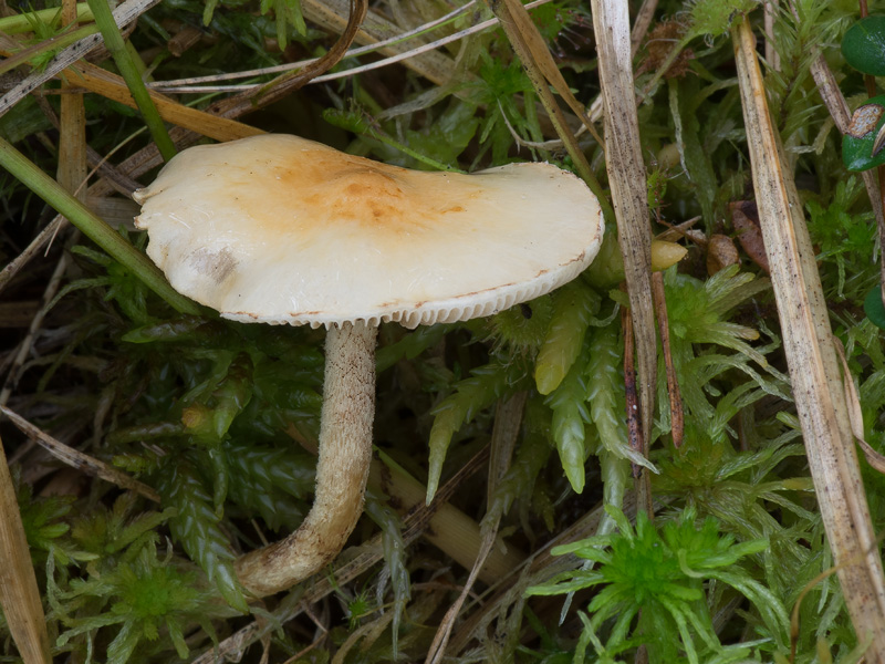 Pholiota henningsii